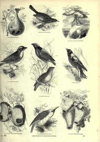Reproducción/Reproduction 6093050186: The pictorial museum of animated nature. v.1. London :C. Cox,[1844?] 