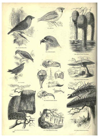 Reproducción/Reproduction 6092510225: The pictorial museum of animated nature. v.1. London :C. Cox,[1844?] 