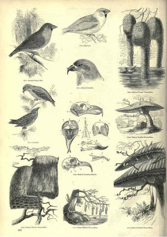 Reproducción/Reproduction 6092510225: The pictorial museum of animated nature. v.1. London :C. Cox,[1844?] 