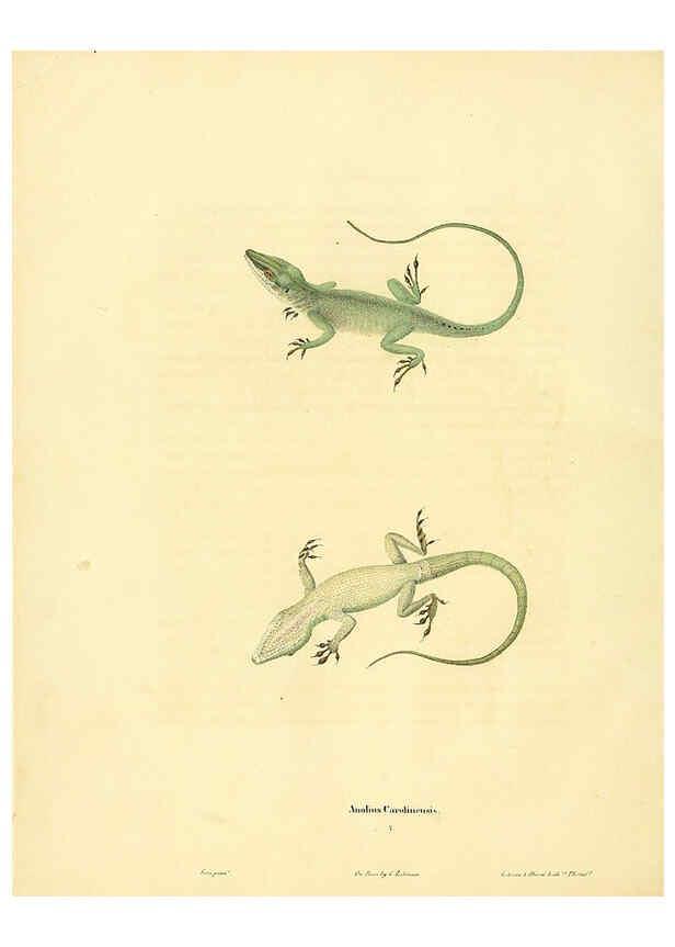 Reproducción/Reproduction 6046606274: North American herpetology. v.1 Philadelphia :J. Dobson,1836-1840