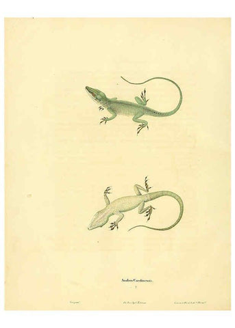 Reproducción/Reproduction 6046606274: North American herpetology. v.1 Philadelphia :J. Dobson,1836-1840
