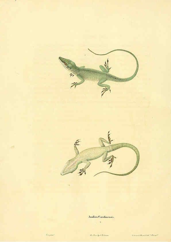 Reproducción/Reproduction 6046606274: North American herpetology. v.1 Philadelphia :J. Dobson,1836-1840