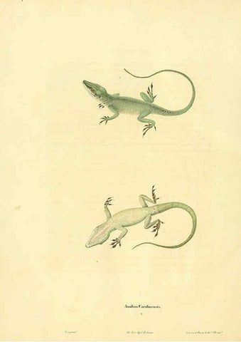 Reproducción/Reproduction 6046606274: North American herpetology. v.1 Philadelphia :J. Dobson,1836-1840