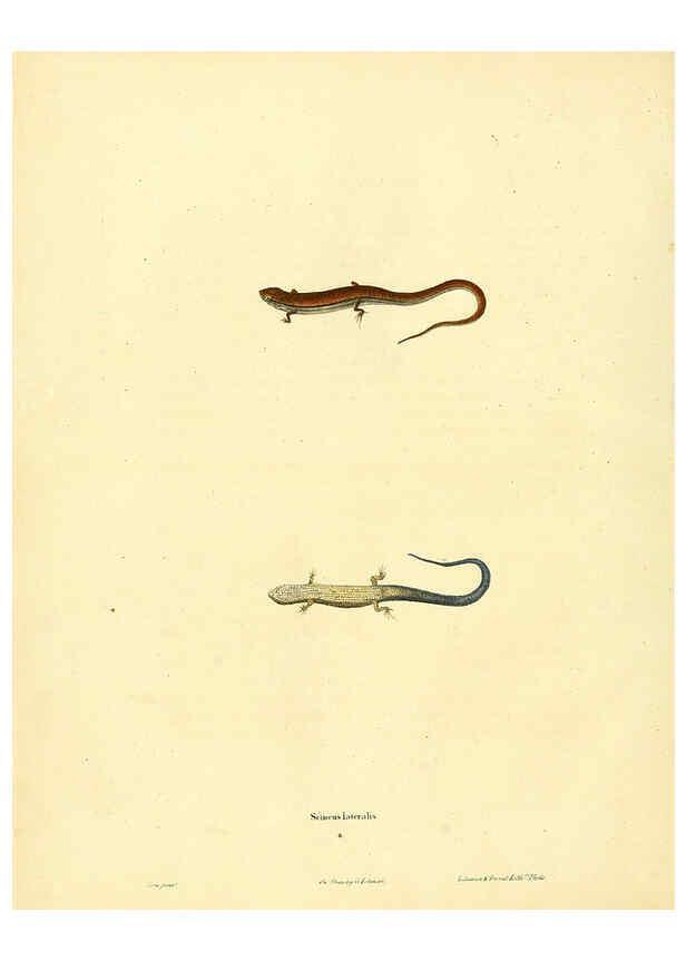 Reproducción/Reproduction 6046606682: North American herpetology. v.1 Philadelphia :J. Dobson,1836-1840