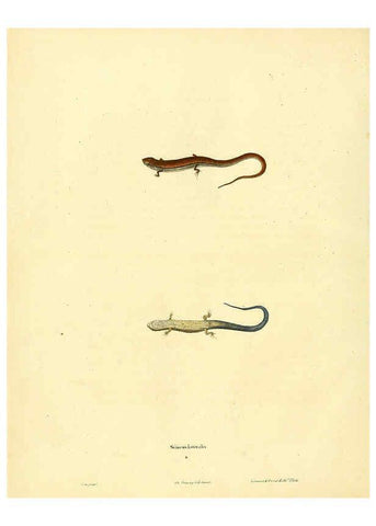 Reproducción/Reproduction 6046606682: North American herpetology. v.1 Philadelphia :J. Dobson,1836-1840
