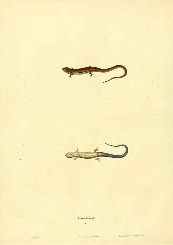 Reproducción/Reproduction 6046606682: North American herpetology. v.1 Philadelphia :J. Dobson,1836-1840