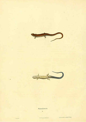 Reproducción/Reproduction 6046606682: North American herpetology. v.1 Philadelphia :J. Dobson,1836-1840