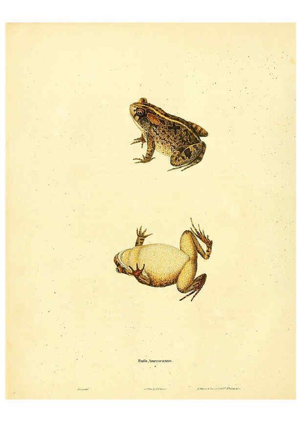 Reproducción/Reproduction 6046058173: North American herpetology. v.1 Philadelphia :J. Dobson,1836-1840