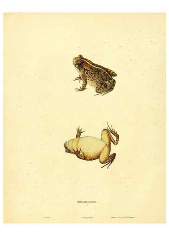 Reproducción/Reproduction 6046058173: North American herpetology. v.1 Philadelphia :J. Dobson,1836-1840