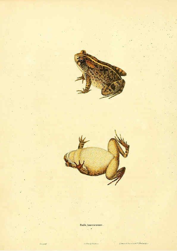Reproducción/Reproduction 6046058173: North American herpetology. v.1 Philadelphia :J. Dobson,1836-1840