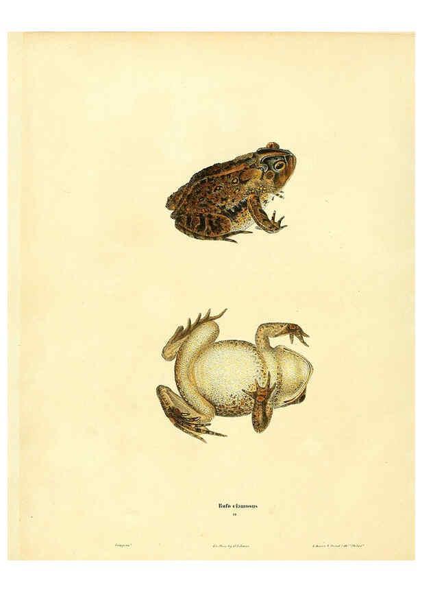 Reproducción/Reproduction 6046058525: North American herpetology. v.1 Philadelphia :J. Dobson,1836-1840