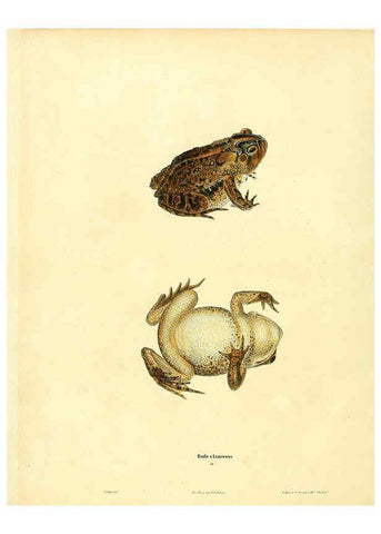 Reproducción/Reproduction 6046058525: North American herpetology. v.1 Philadelphia :J. Dobson,1836-1840