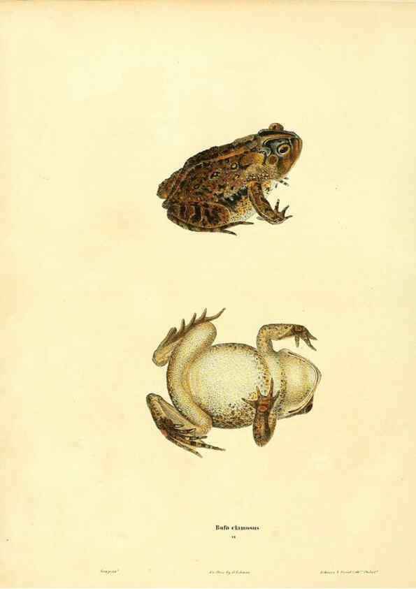 Reproducción/Reproduction 6046058525: North American herpetology. v.1 Philadelphia :J. Dobson,1836-1840