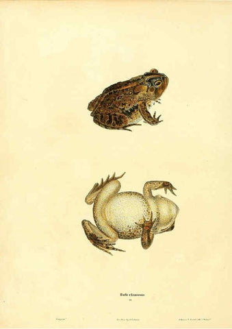 Reproducción/Reproduction 6046058525: North American herpetology. v.1 Philadelphia :J. Dobson,1836-1840