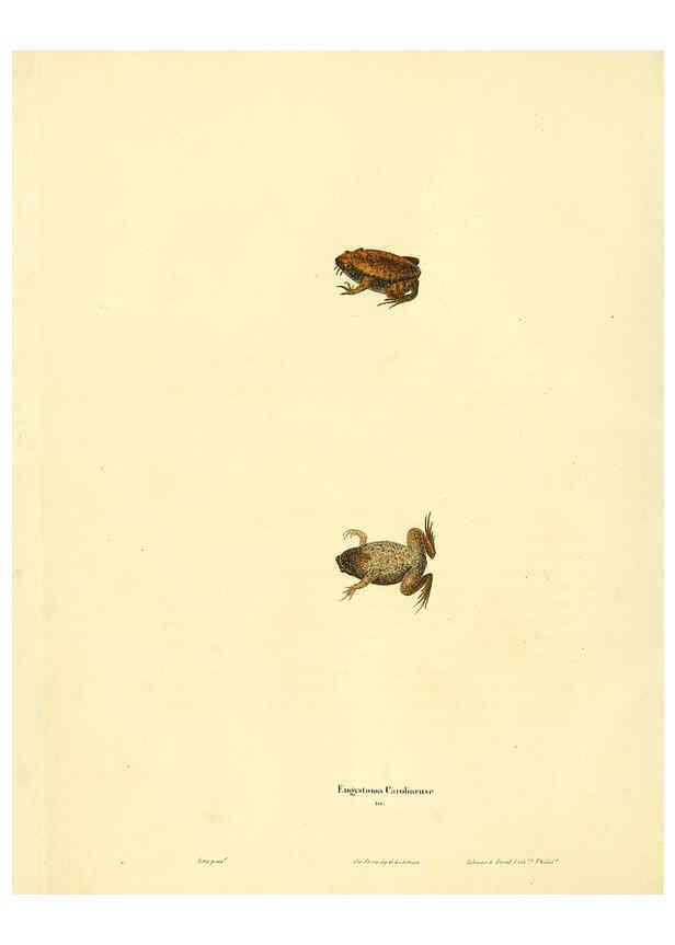 Reproducción/Reproduction 6046608136: North American herpetology. v.1 Philadelphia :J. Dobson,1836-1840