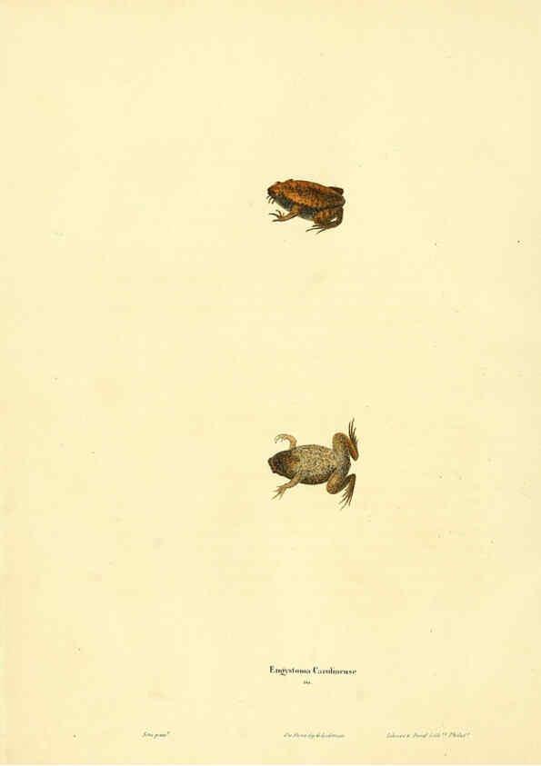 Reproducción/Reproduction 6046608136: North American herpetology. v.1 Philadelphia :J. Dobson,1836-1840