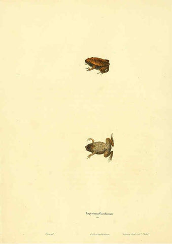 Reproducción/Reproduction 6046608136: North American herpetology. v.1 Philadelphia :J. Dobson,1836-1840
