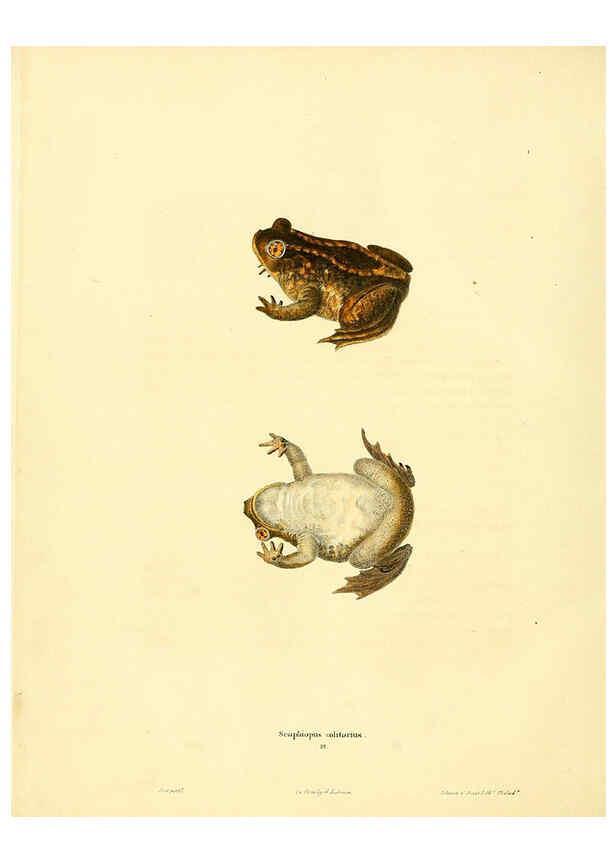 Reproducción/Reproduction 6046059169: North American herpetology. v.1 Philadelphia :J. Dobson,1836-1840