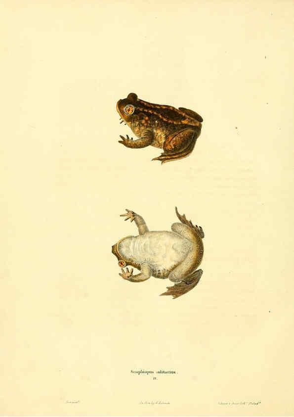 Reproducción/Reproduction 6046059169: North American herpetology. v.1 Philadelphia :J. Dobson,1836-1840