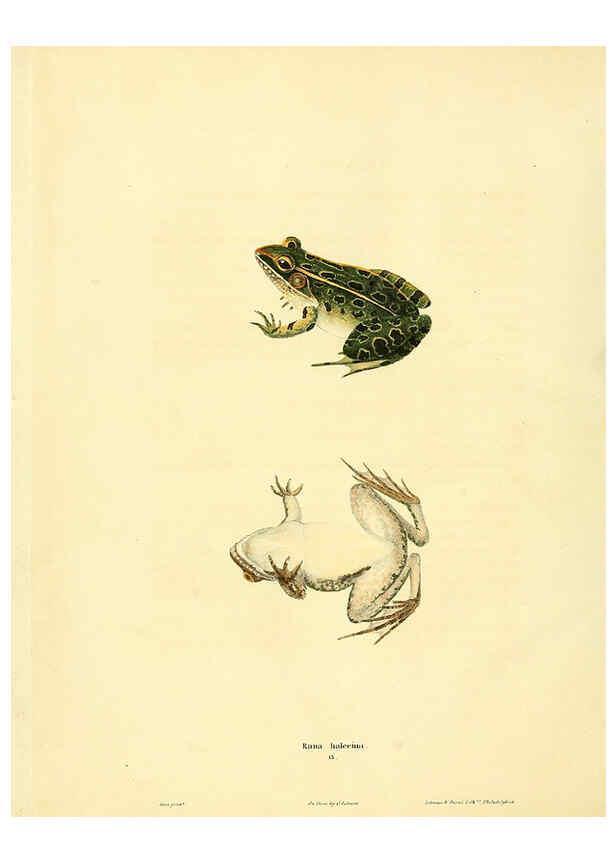 Reproducción/Reproduction 6046608804: North American herpetology. v.1 Philadelphia :J. Dobson,1836-1840