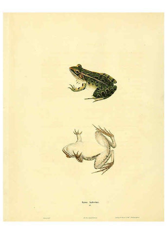 Reproducción/Reproduction 6046608804: North American herpetology. v.1 Philadelphia :J. Dobson,1836-1840