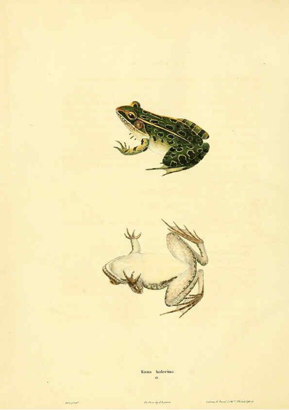 Reproducción/Reproduction 6046608804: North American herpetology. v.1 Philadelphia :J. Dobson,1836-1840