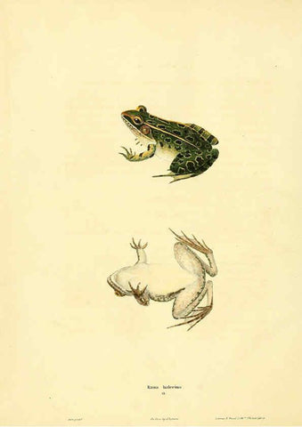 Reproducción/Reproduction 6046608804: North American herpetology. v.1 Philadelphia :J. Dobson,1836-1840