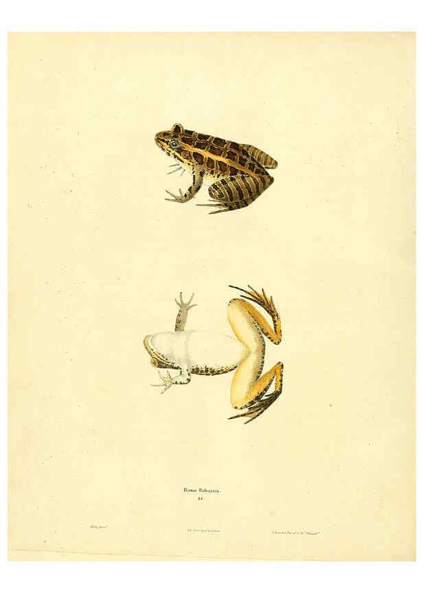 Reproducción/Reproduction 6046609320: North American herpetology. v.1 Philadelphia :J. Dobson,1836-1840