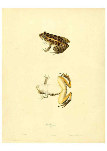 Reproducción/Reproduction 6046609320: North American herpetology. v.1 Philadelphia :J. Dobson,1836-1840