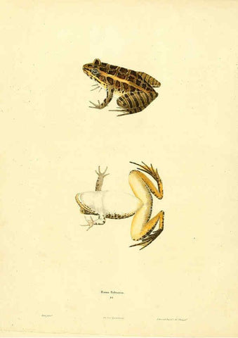 Reproducción/Reproduction 6046609320: North American herpetology. v.1 Philadelphia :J. Dobson,1836-1840