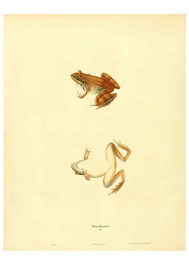 Reproducción/Reproduction 6046060339: North American herpetology. v.1 Philadelphia :J. Dobson,1836-1840