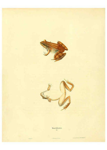 Reproducción/Reproduction 6046060339: North American herpetology. v.1 Philadelphia :J. Dobson,1836-1840