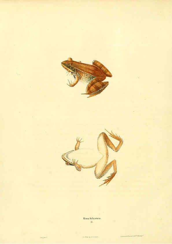 Reproducción/Reproduction 6046060339: North American herpetology. v.1 Philadelphia :J. Dobson,1836-1840