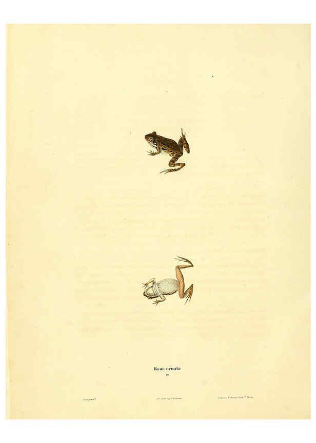 Reproducción/Reproduction 6046609770: North American herpetology. v.1 Philadelphia :J. Dobson,1836-1840