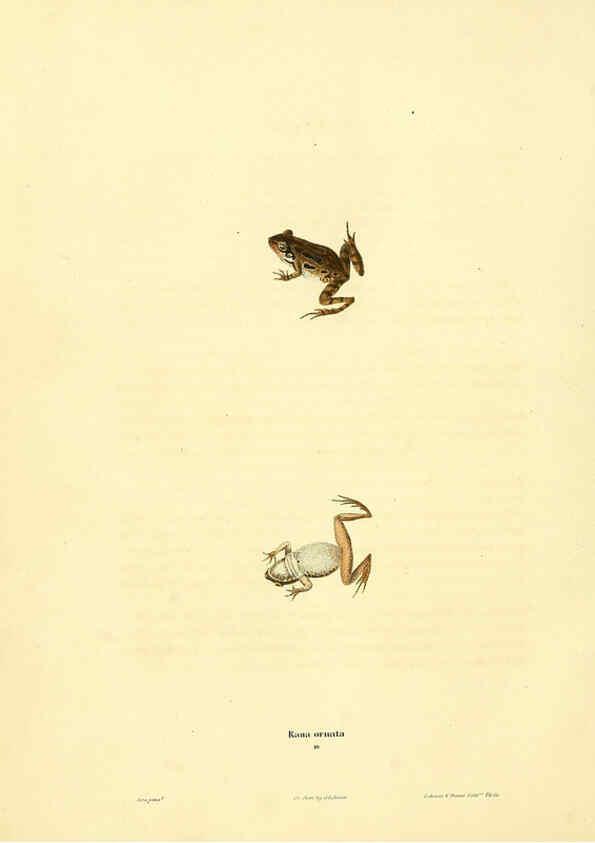Reproducción/Reproduction 6046609770: North American herpetology. v.1 Philadelphia :J. Dobson,1836-1840