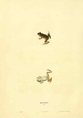 Reproducción/Reproduction 6046609770: North American herpetology. v.1 Philadelphia :J. Dobson,1836-1840
