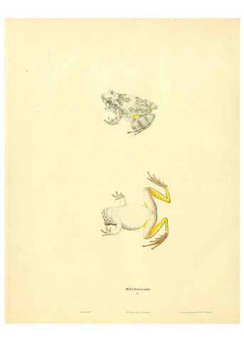 Reproducción/Reproduction 6046061251: North American herpetology. v.1 Philadelphia :J. Dobson,1836-1840