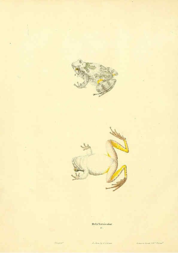 Reproducción/Reproduction 6046061251: North American herpetology. v.1 Philadelphia :J. Dobson,1836-1840