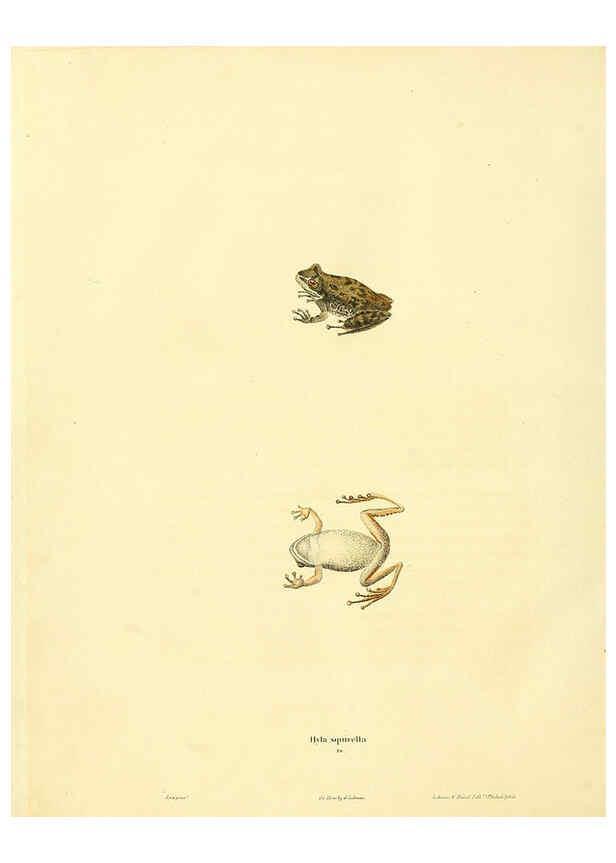 Reproducción/Reproduction 6046610784: North American herpetology. v.1 Philadelphia :J. Dobson,1836-1840