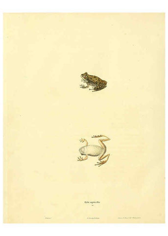 Reproducción/Reproduction 6046610784: North American herpetology. v.1 Philadelphia :J. Dobson,1836-1840