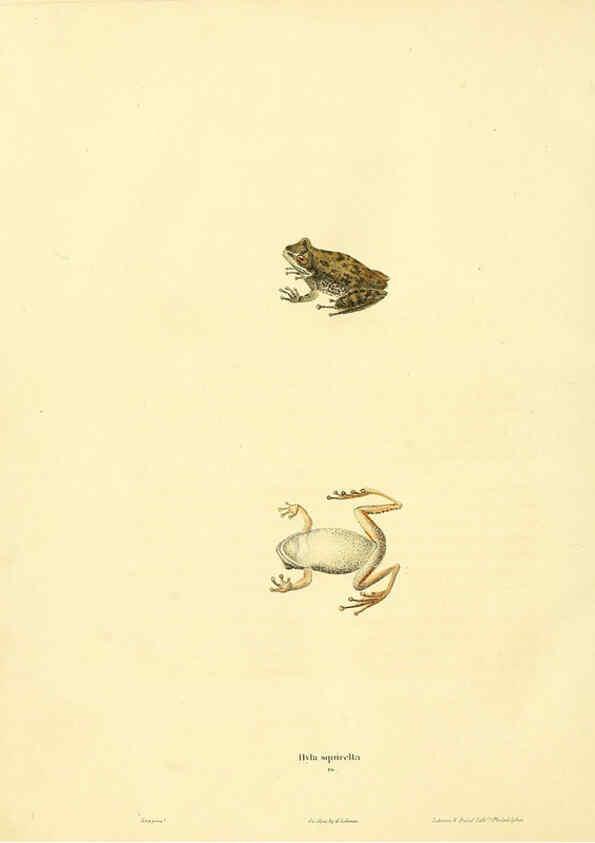 Reproducción/Reproduction 6046610784: North American herpetology. v.1 Philadelphia :J. Dobson,1836-1840