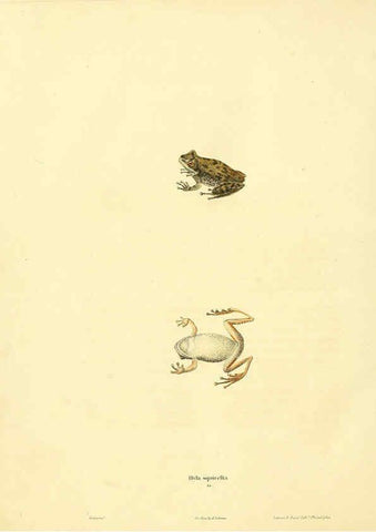 Reproducción/Reproduction 6046610784: North American herpetology. v.1 Philadelphia :J. Dobson,1836-1840
