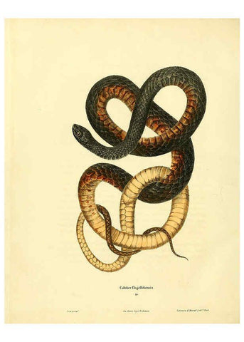 Reproducción/Reproduction 6046611036: North American herpetology. v.1 Philadelphia :J. Dobson,1836-1840