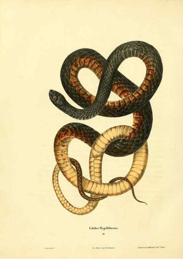 Reproducción/Reproduction 6046611036: North American herpetology. v.1 Philadelphia :J. Dobson,1836-1840