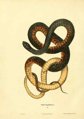 Reproducción/Reproduction 6046611036: North American herpetology. v.1 Philadelphia :J. Dobson,1836-1840
