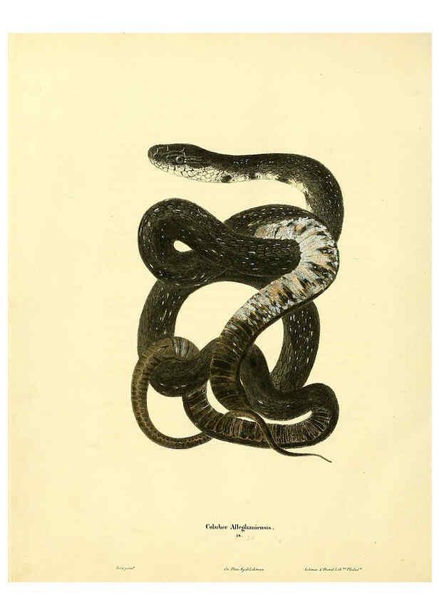 Reproducción/Reproduction 6046062383: North American herpetology. v.1 Philadelphia :J. Dobson,1836-1840