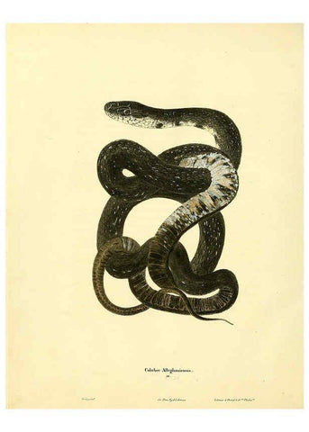 Reproducción/Reproduction 6046062383: North American herpetology. v.1 Philadelphia :J. Dobson,1836-1840