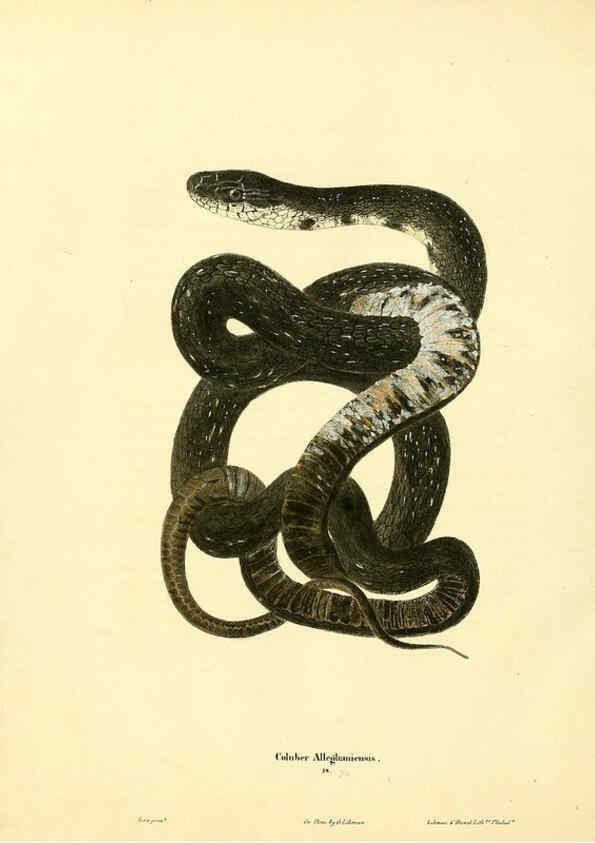 Reproducción/Reproduction 6046062383: North American herpetology. v.1 Philadelphia :J. Dobson,1836-1840