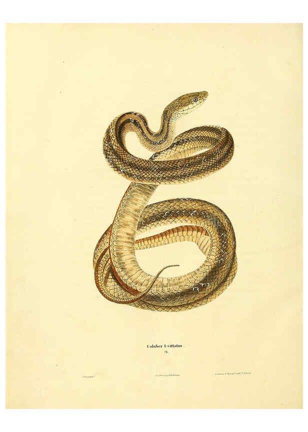Reproducción/Reproduction 6046612006: North American herpetology. v.1 Philadelphia :J. Dobson,1836-1840