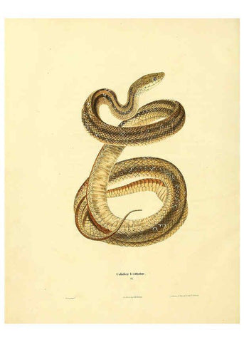 Reproducción/Reproduction 6046612006: North American herpetology. v.1 Philadelphia :J. Dobson,1836-1840